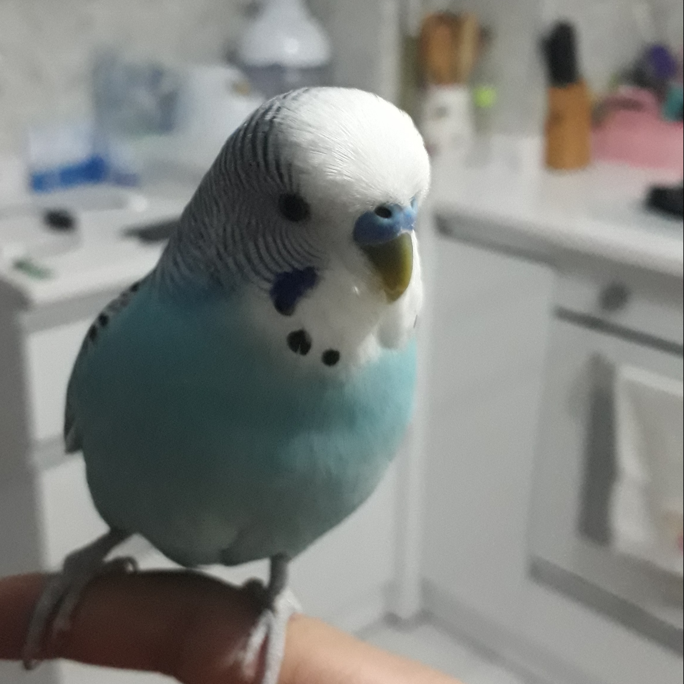 BIRD_21